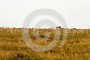 Thomson gazelle in Serengeti ecosystem