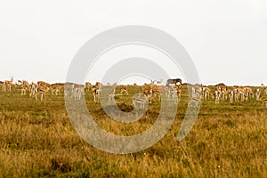 Thomson gazelle in Serengeti ecosystem photo