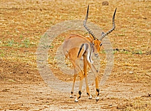 Thomson gazelle in the Serengeti savannah in Tanzania