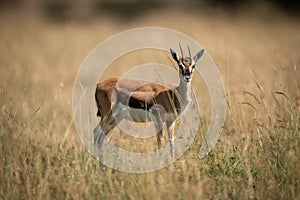 Thomson gazelle standing in grass faces camera