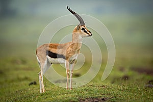 Thomson gazelle standing in profile on mound