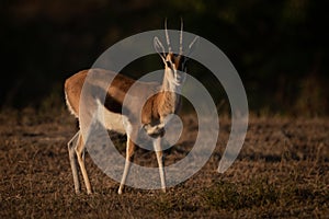 Thomson gazelle stands with catchlight in savannah