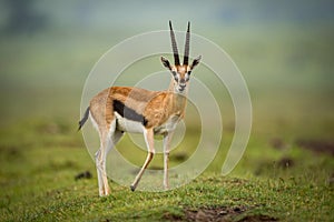 Thomson gazelle stands facing camera on mound