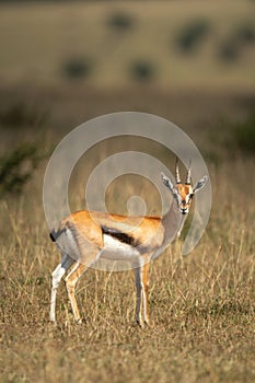 Thomson gazelle stands in grass eyeing camera