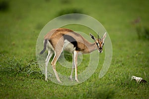 Thomson gazelle stands in grass lowering head
