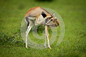 Thomson gazelle stands in grass scratching head