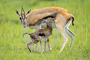 Thomson gazelle stands beside newborn in grass