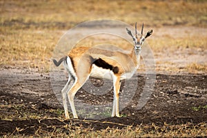 Thomson gazelle stands in profile watching camera