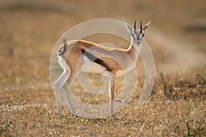 Thomson gazelle stands in savannah eyeing camera