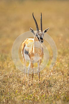 Thomson gazelle stands on savannah eyeing camera