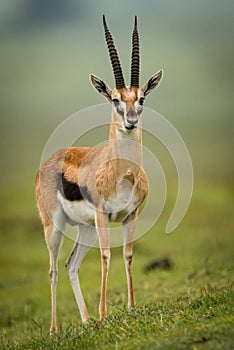 Thomson gazelle stares ahead on grassy slope