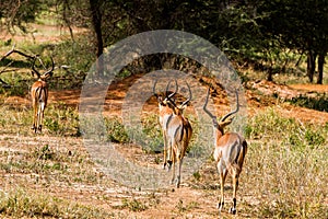 Thomson gazelle in Tanzania, Africa