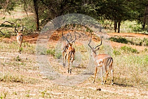 Thomson gazelle in Tanzania, Africa