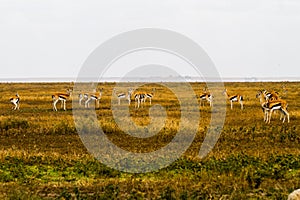 Thomson gazelle in Tanzania, Africa