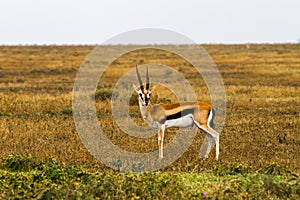 Thomson gazelle in Tanzania, Africa