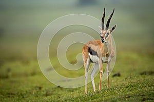 Thomson gazelle turns head on grassy slope