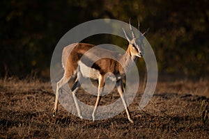 Thomson gazelle walks across savannah with catchlight