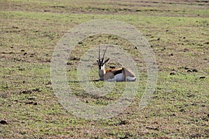 Thomson gazelle in the wild