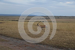 Thomson gazelle in the wild