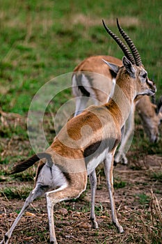 Thomson Gazelle Wildlife Animals Mammals at the Savannah grassland wilderness hill shrubs great rift valley maasai mara national