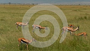 Thomson-gazelles