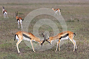 Thomson Gazelles in fight, Masai Mara, Kenya