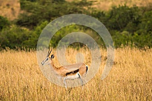 Thomson gazelles grazing in Nairobi park