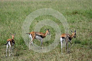 Thomson-gazelles, Maasai Mara Game Reserve, Kenya