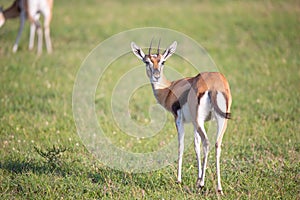 Thomson gazelles in the middle of a grassy landscape in the Kenyan savanna