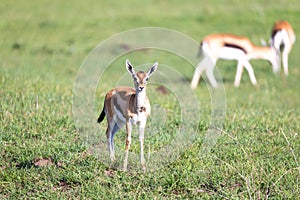 Thomson gazelles in the middle of a grassy landscape in the Kenyan savanna