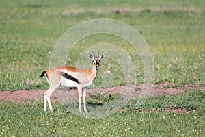 Thomson gazelles in the middle of a grassy landscape in the Kenyan savanna