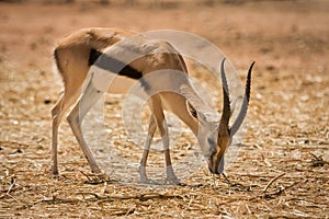 Thomson's Gazelle photo