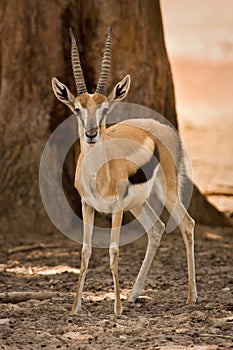 Thomson's Gazelle photo