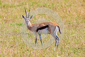 Thomson\'s Gazelle