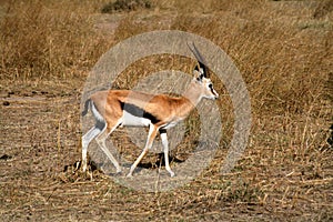 Thomson's Gazelle