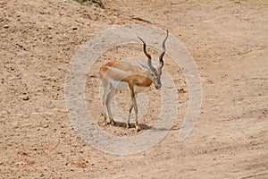 Thomson's Gazelle