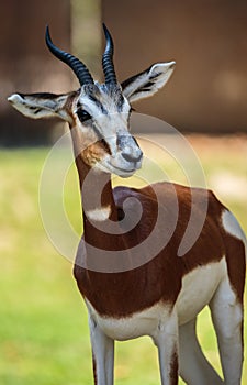 Thomson`s gazelle