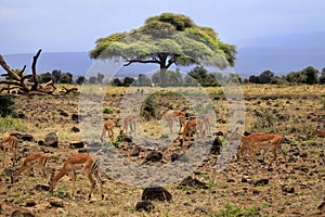 Thomson`s Gazelle in the Amboseli