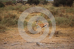Thomson`s gazelle in Amboseli National Park