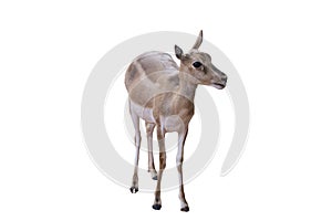 Thomson`s gazelle baby , Eudorcas thomsonii isolated on the white background.include clipping path