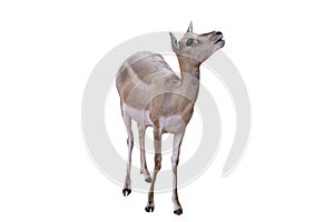 Thomsons gazelle baby , Eudorcas thomsonii isolated on the white background.include clipping path photo