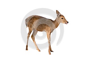 Thomson`s gazelle baby , Eudorcas thomsonii isolated on the white background.include clipping path
