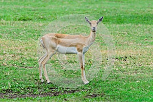 Thomson`s gazelle. photo