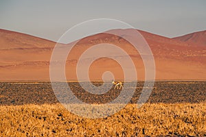 Thomson`s gazelle in desert