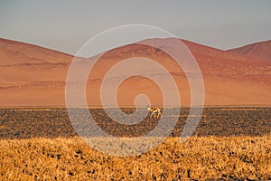 Thomson`s gazelle in desert photo