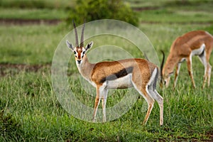 Thomson`s Gazelle - Eudorcas thomsonii