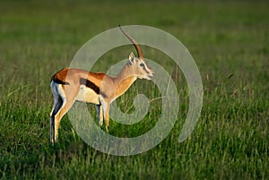 Thomson`s Gazelle - Eudorcas thomsonii