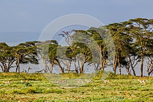 Thomson's Gazelle (Eudorcas thomsonii) at Crescent Island Game Sanctuary on Naivasha lake, Ken