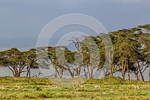 Thomson's Gazelle (Eudorcas thomsonii) at Crescent Island Game Sanctuary on Naivasha lake, Ken