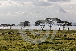 Thomson's Gazelle (Eudorcas thomsonii) at Crescent Island Game Sanctuary on Naivasha lake, Ken